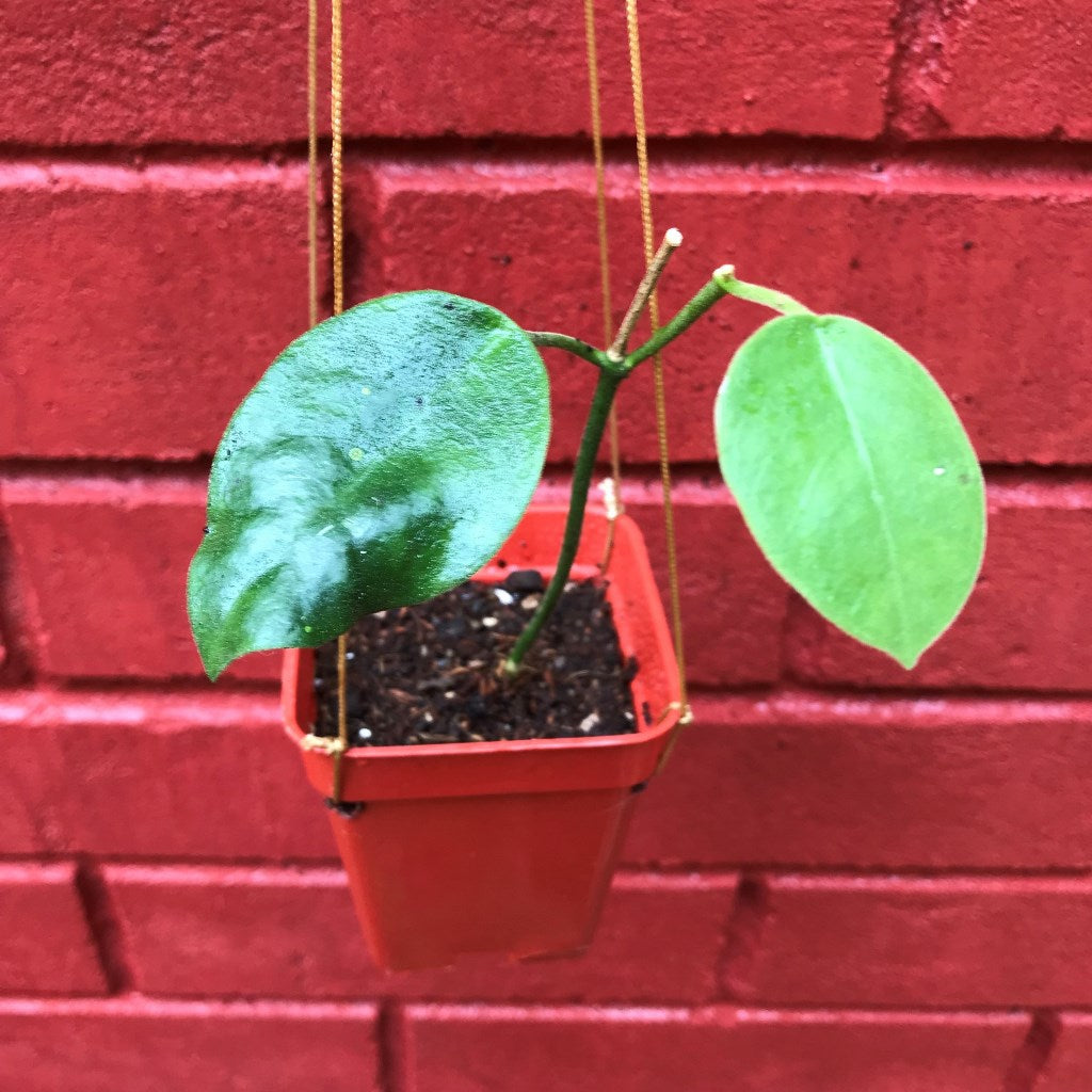 Hoya obtusifolioides 'Apple Green' Plant - myBageecha