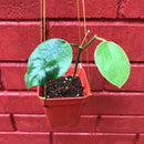Hoya obtusifolioides 'Apple Green' Plant