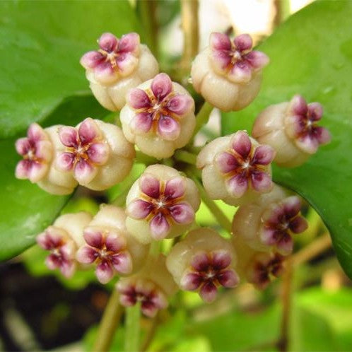 Hoya Ovalifolia Plant