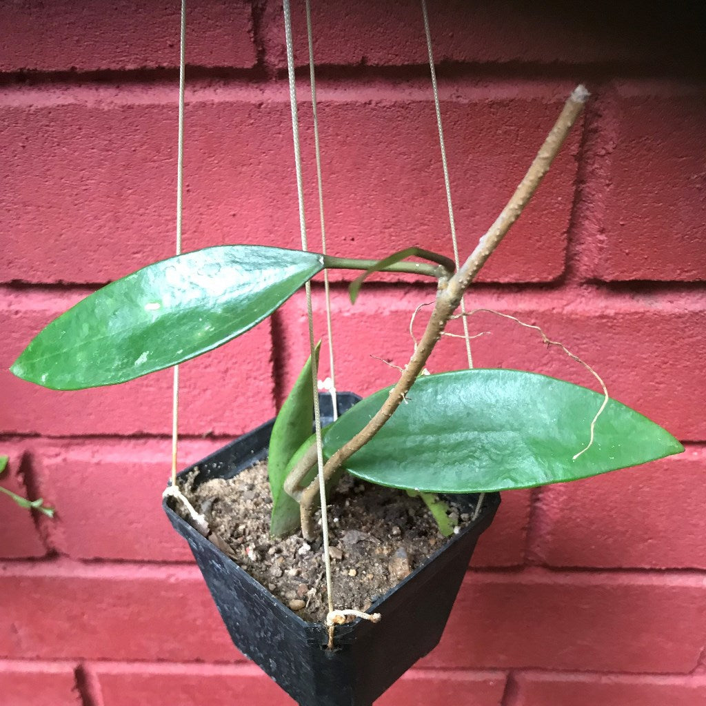 Hoya Parasitica Green Plant - myBageecha