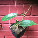 Hoya Parasitica Green Plant