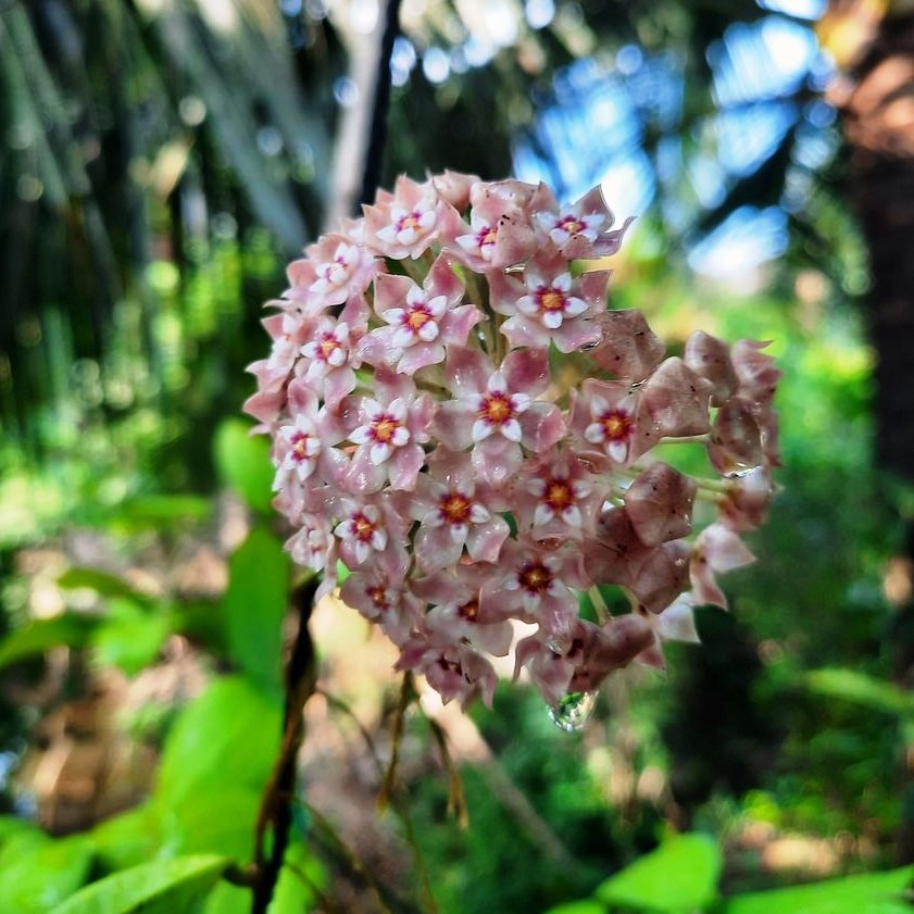 Hoya parasitica Pink Plant - myBageecha