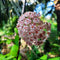 Hoya parasitica Pink Plant
