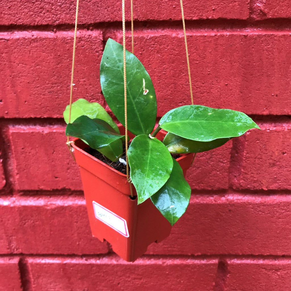 Hoya Patricia Plant - myBageecha