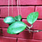 Hoya pottsii Red star Plant
