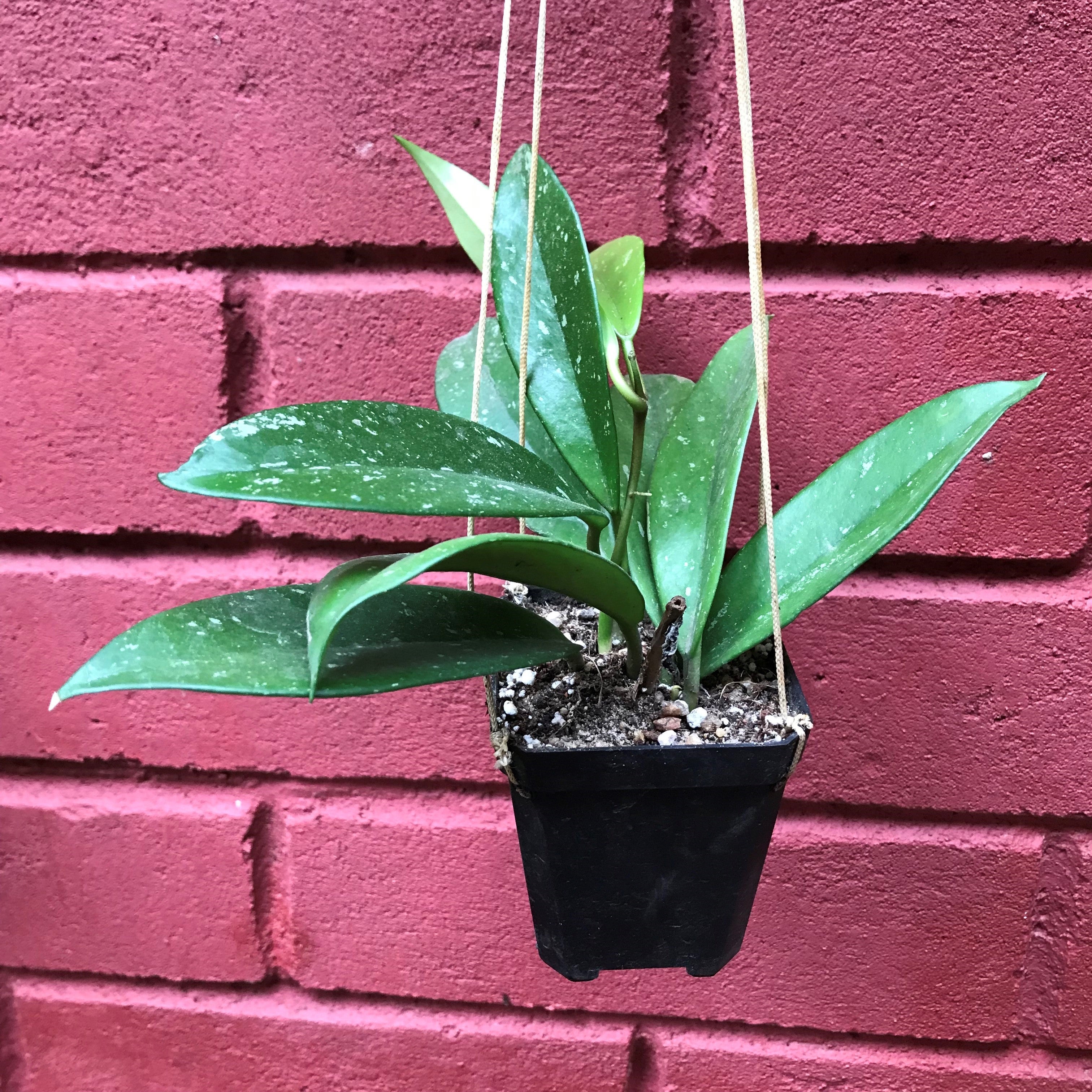 Hoya Pubicalyx Splash Plant - myBageecha