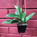 Hoya Pubicalyx Splash Plant