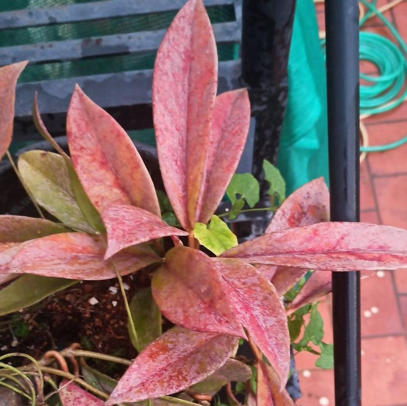 Hoya Pubicalyx Splash Plant