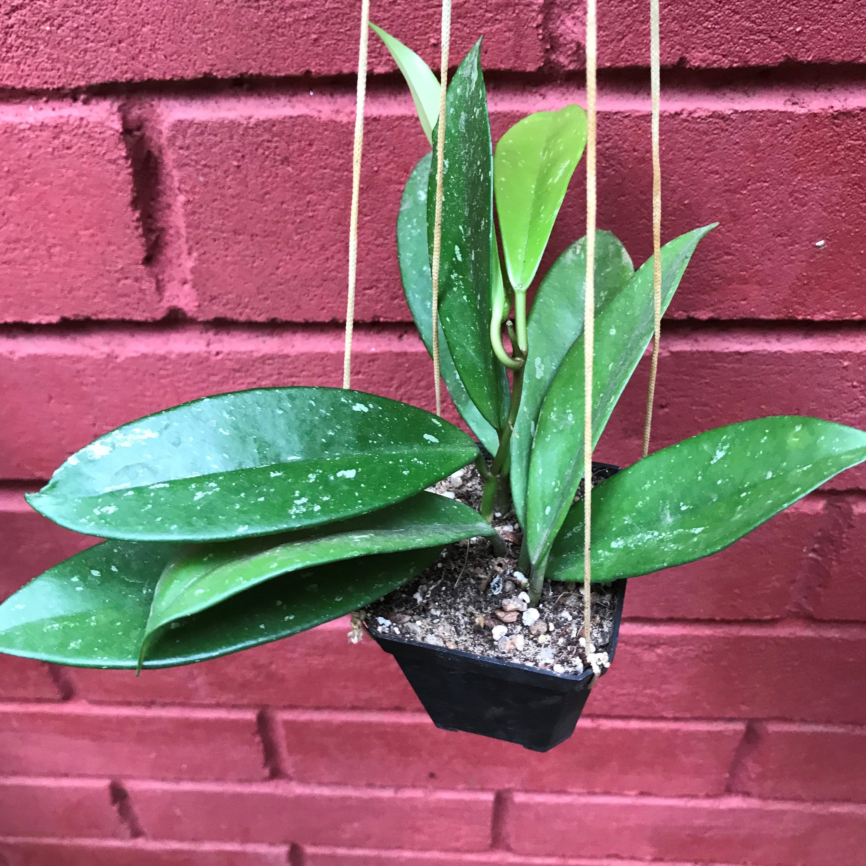 Hoya Pubicalyx Splash Plant - myBageecha