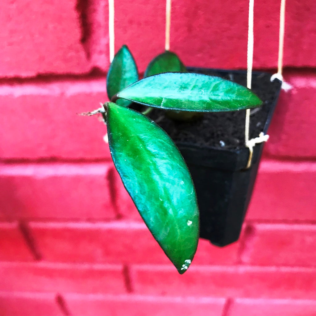 Hoya Rosita Plant - myBageecha