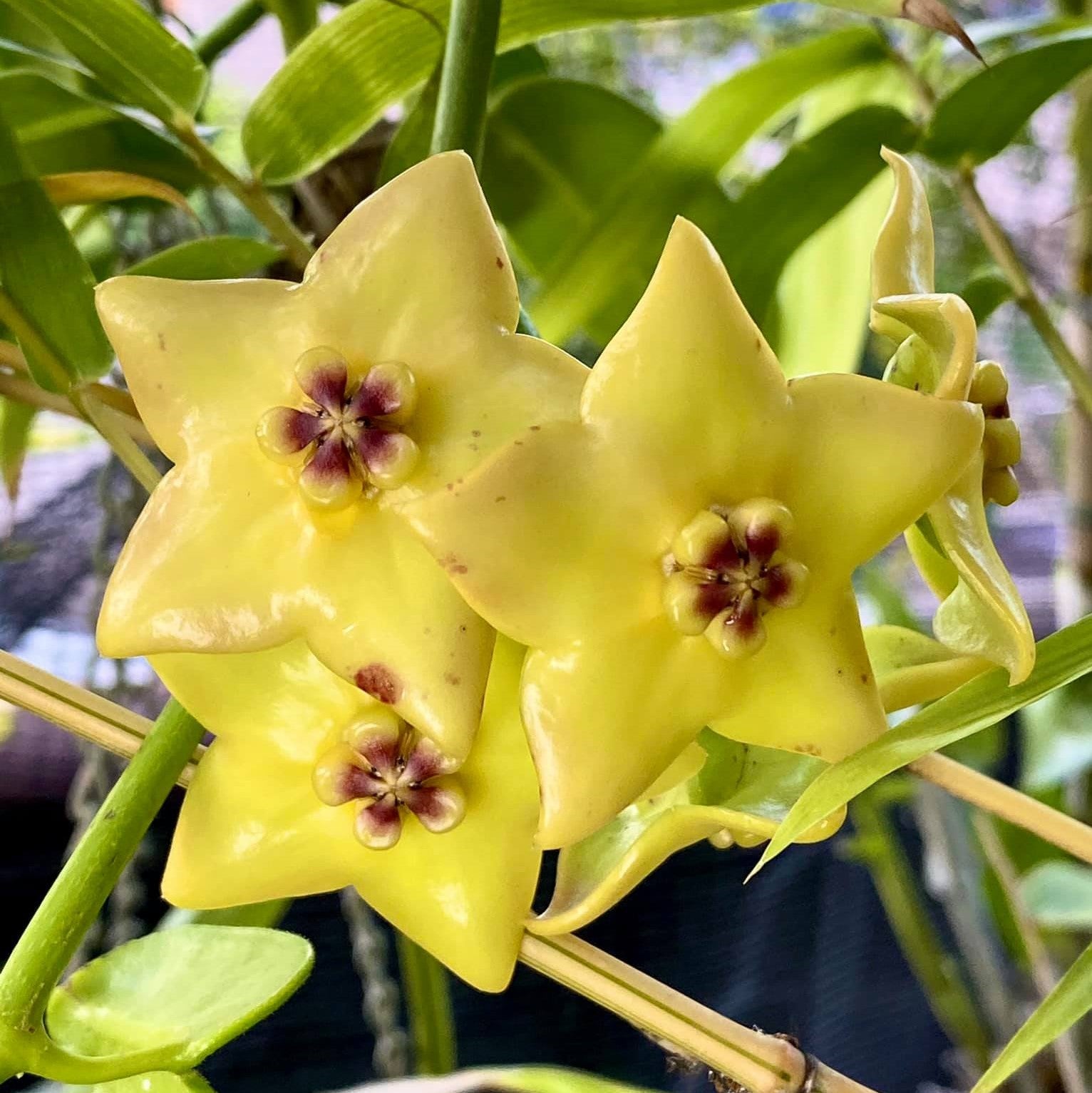 Hoya Ruthie Yellow Plant - myBageecha