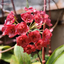 Hoya Siariae Red flowers Plant
