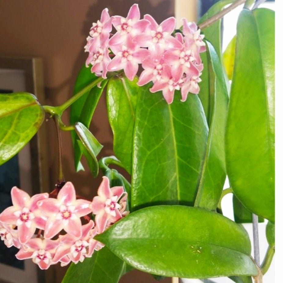 Hoya Subcalva Plant - myBageecha