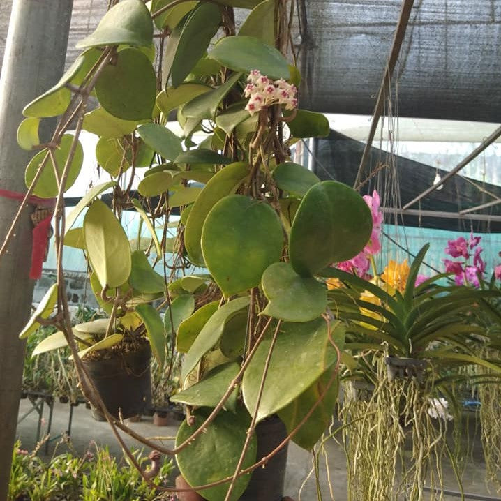 Hoya Sweet Scent Plant