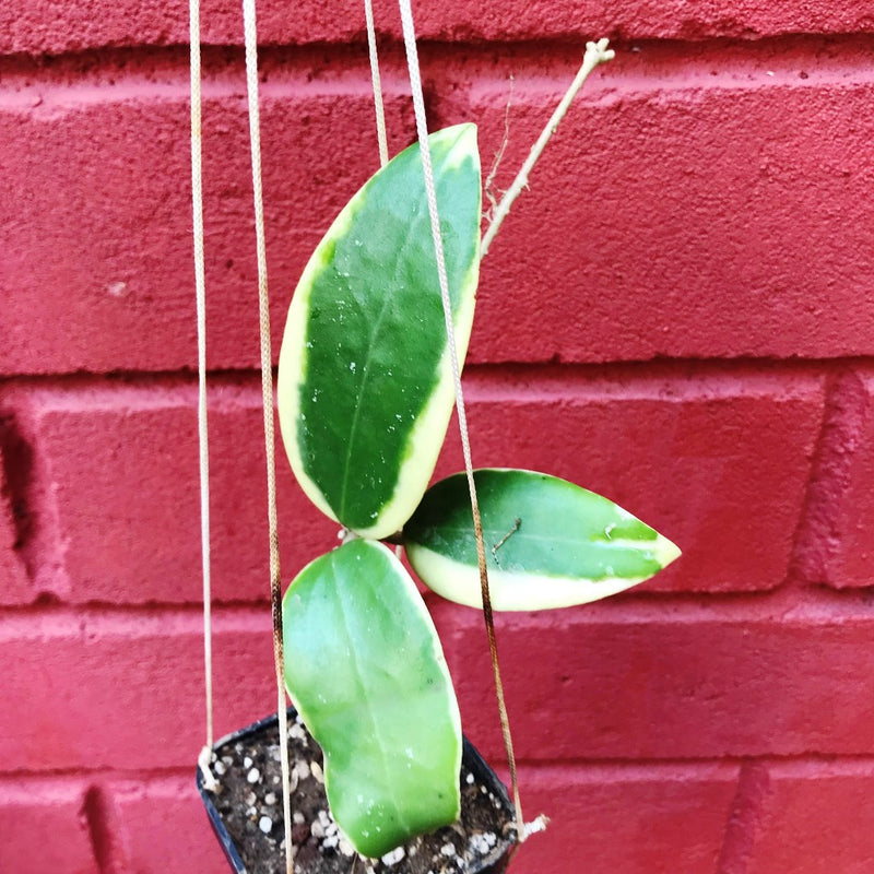 Hoya Verticillata Albomarginata Plant