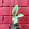 Hoya Verticillata Albomarginata Plant