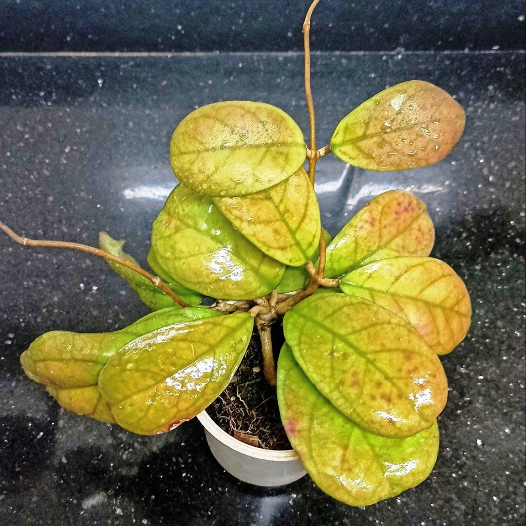 Hoya Viola Plant - myBageecha