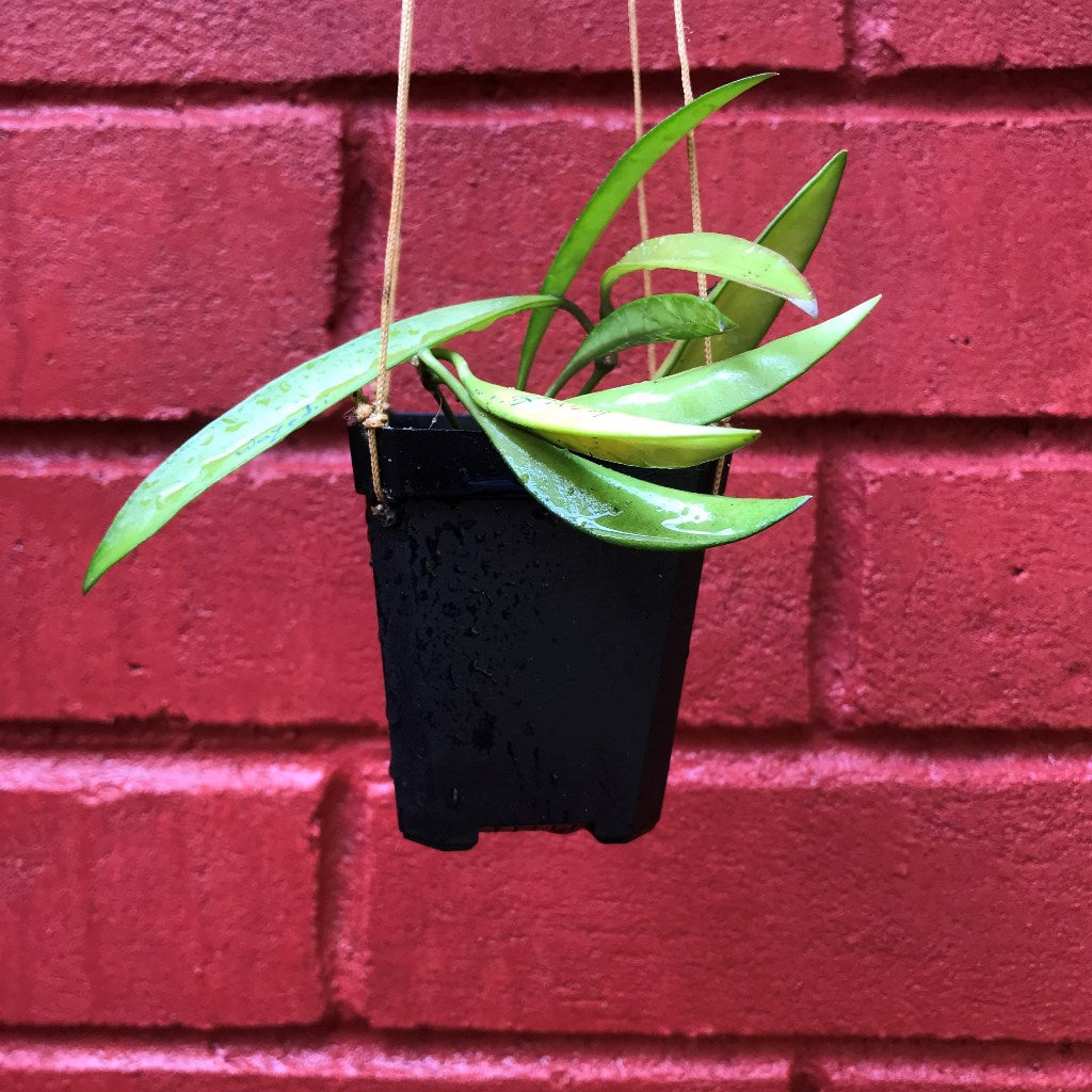 Hoya Wayetii Plant - myBageecha