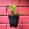 Hoya pubicalyx White Dragon Plant