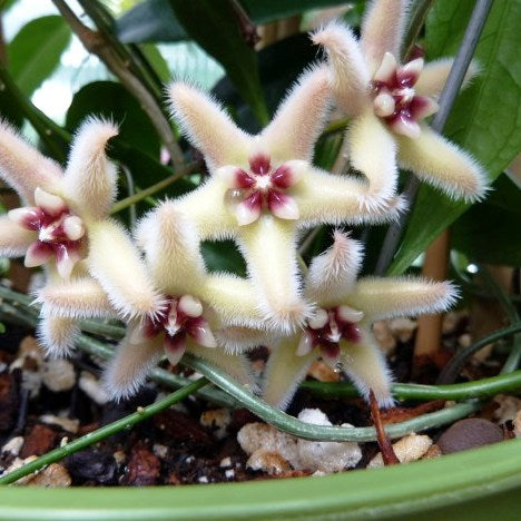 Hoya Buotii Plant - myBageecha