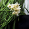 Hoya Linearis Plant