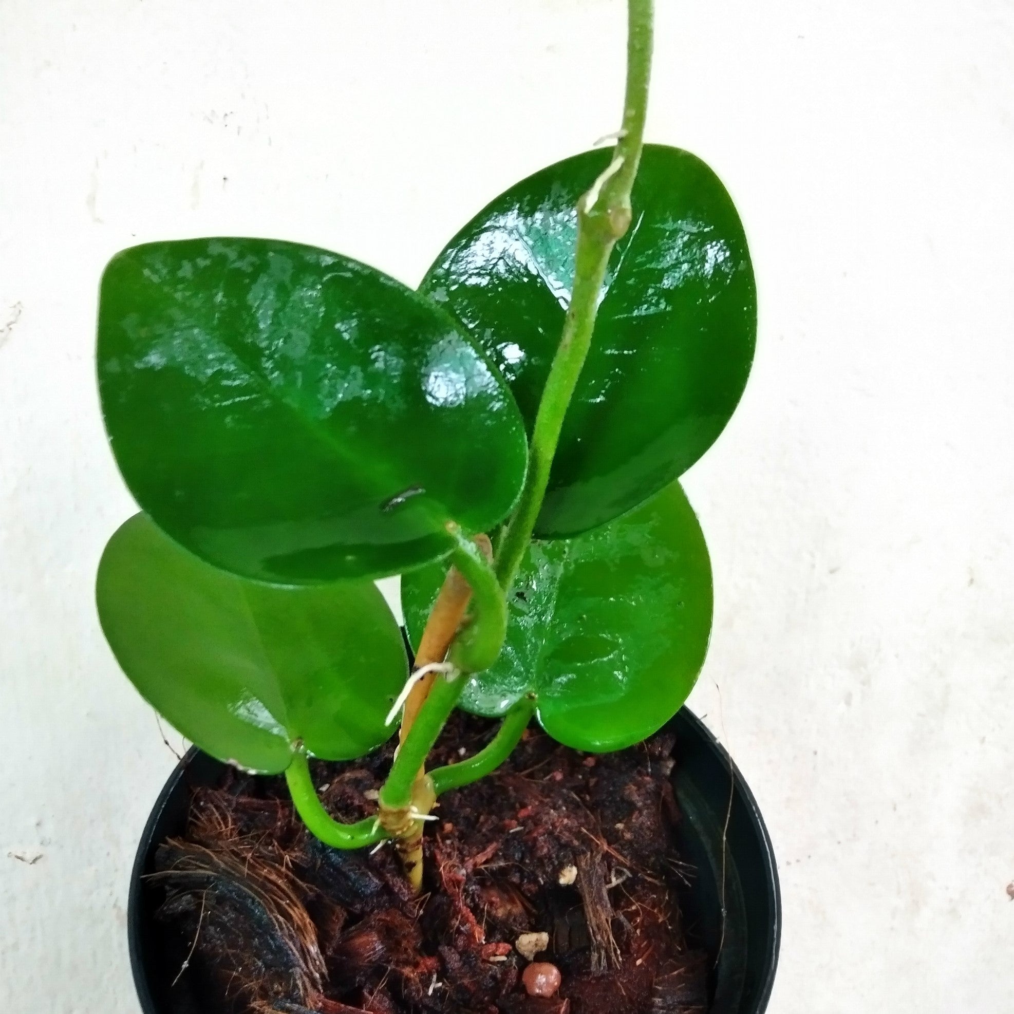 Hoya Australis Plant - myBageecha