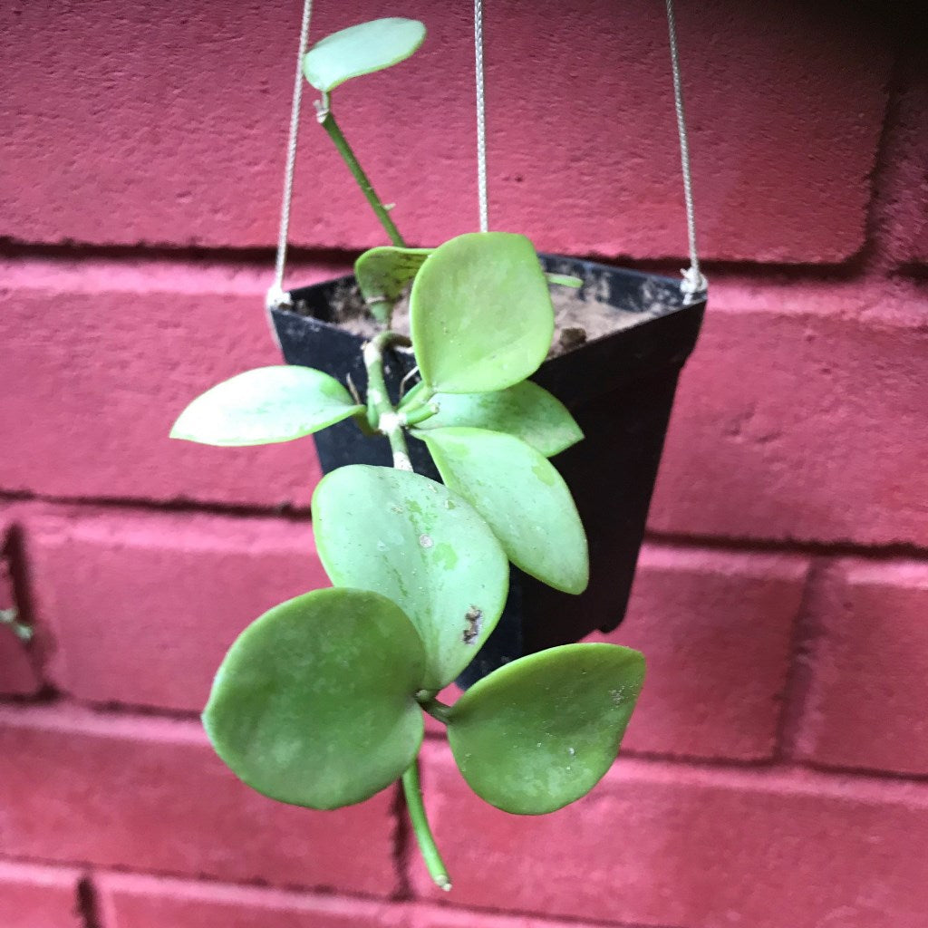 Hoya Biakensis Plant - myBageecha
