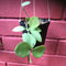 Hoya Biakensis Plant