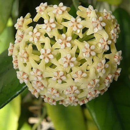 Hoya Globulosa Plant - myBageecha