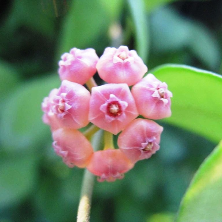 Hoya Heuschkeliana Pink Plant - myBageecha
