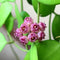 Hoya Heuschkeliana Pink Plant