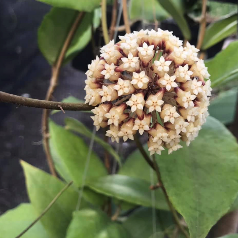 Hoya Incrassata Plant