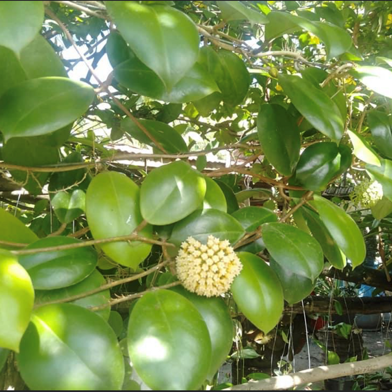 Hoya Incrassata Plant