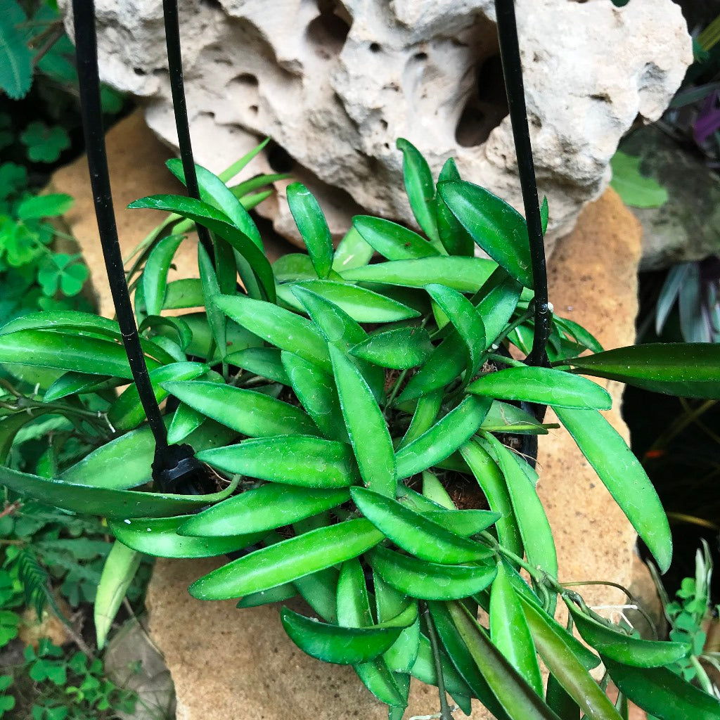 Hoya Kentiana Green Plant - myBageecha
