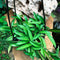 Hoya Kentiana Green Plant