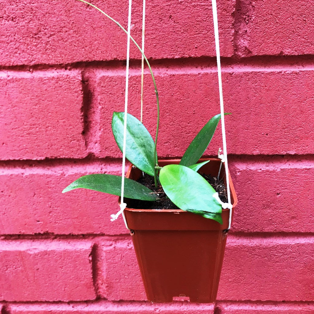 Hoya Neoebudica Plant - myBageecha