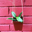 Hoya Neoebudica Plant