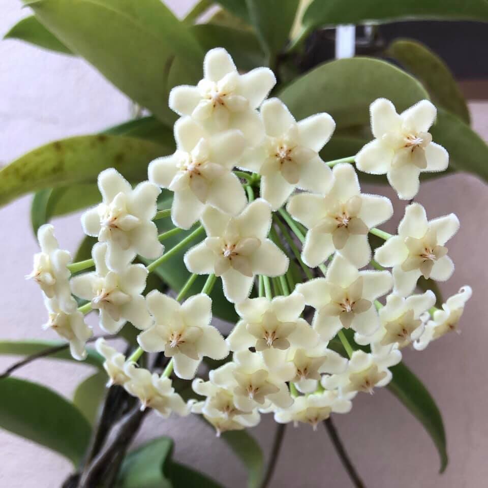 Hoya pubicalyx White Dragon Plant - myBageecha