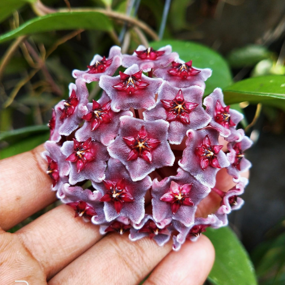 Hoya Pubicalyx Red Buttons Plant - myBageecha