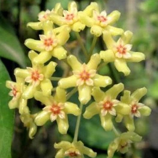 Hoya Quinquenervia Plant - myBageecha