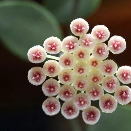Hoya Sipitangensis Plant - myBageecha