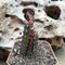 Huernia Hislopii Succulent Plant