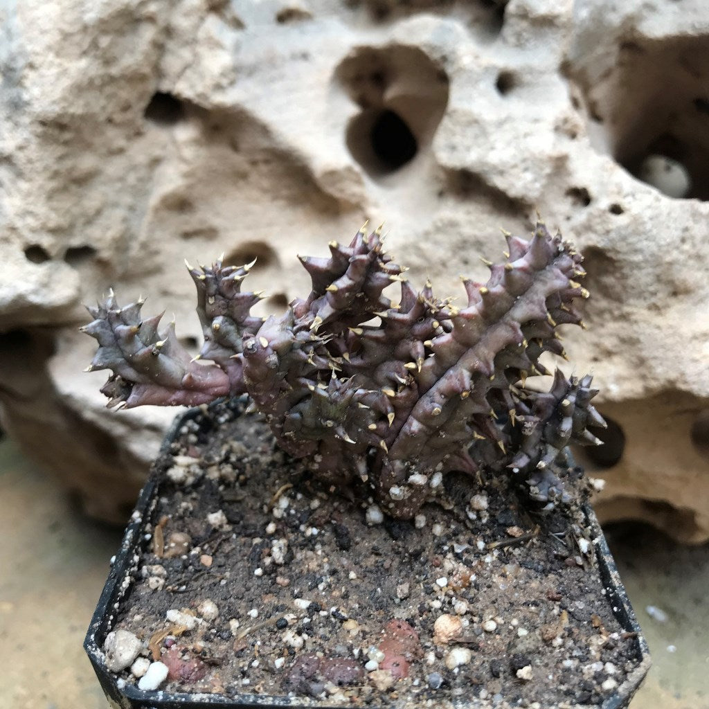 Huernia Hystrix Succulent Plant - myBageecha