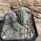 Huernia Pillansii Plant Succulent Plant
