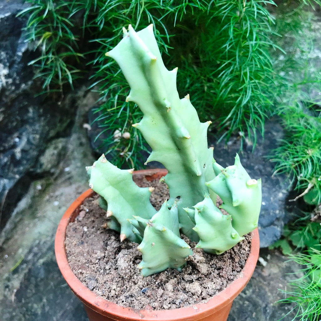 Orbea Melanantha Succulent Plant - myBageecha
