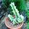 Orbea Melanantha Succulent Plant