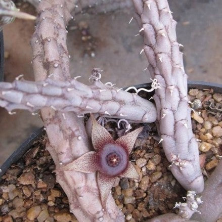 Huernia Tanganyikensis Succulent Plant - myBageecha