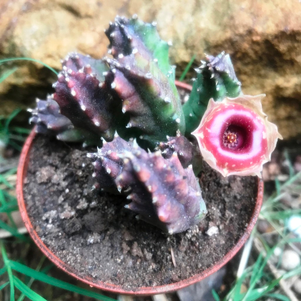 Huernia Insigniflora Plant Succulent Plant - myBageecha