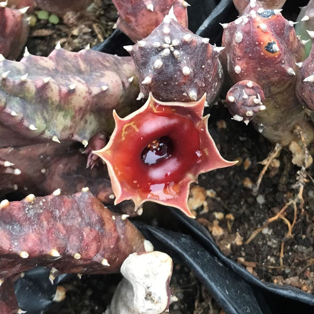 Huernia Insigniflora Plant Succulent Plant - myBageecha