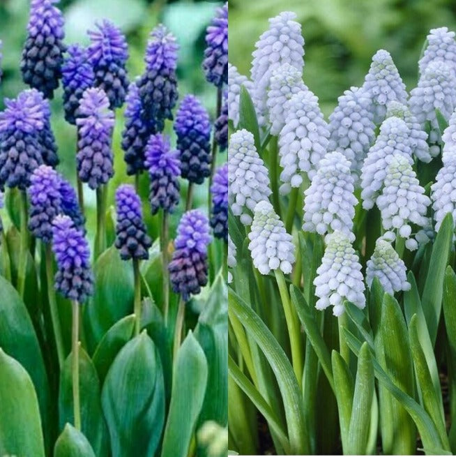 Grape Hyacinth (Mix bulbs ) - myBageecha